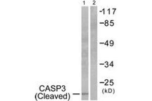 Western blot analysis of extracts from 293 cells, treated with Etoposide 25uM 60', using Caspase 3 (Cleaved-Asp175) Antibody. (Caspase 3 antibody  (Cleaved-Asp175))