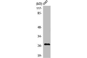 Western Blot analysis of COS7 cells using MMP-7 Polyclonal Antibody (MMP7 antibody  (C-Term))