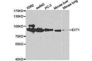 Western Blotting (WB) image for anti-Exostosin 1 (EXT1) antibody (ABIN1872620) (EXT1 antibody)