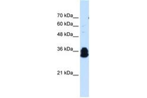 FAM134B antibody  (AA 160-209)