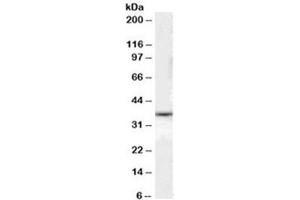 Western blot testing of human liver lysate with DARC antibody at 0. (DARC antibody)