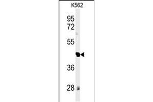 Western blot analysis of RTN4RL1 Antibody in K562 cell line lysates (35ug/lane) (RTN4RL1 antibody  (C-Term))