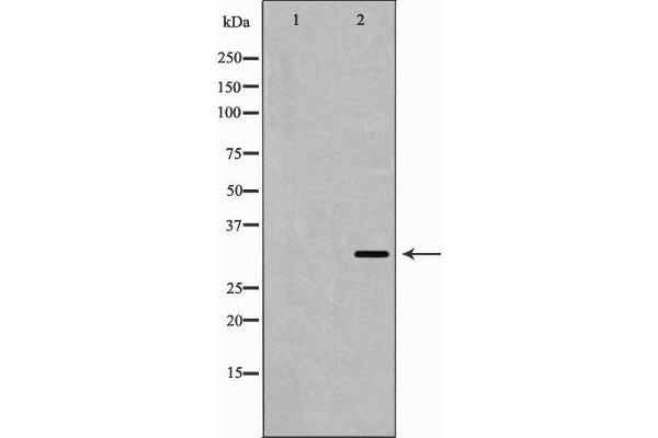 CD40 antibody  (C-Term)