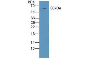 Western blot analysis of Mouse Liver Tissue. (RORC antibody  (AA 212-461))