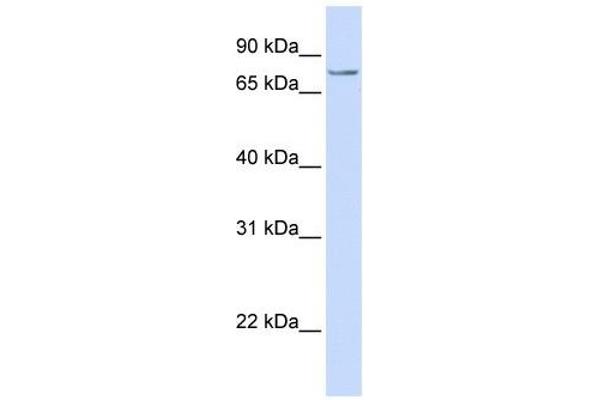 SYDE1 antibody