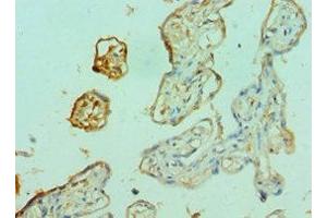 Immunohistochemistry of paraffin-embedded human placenta tissue using ABIN7153096 at dilution of 1:100 (FOXP2 antibody  (AA 416-715))