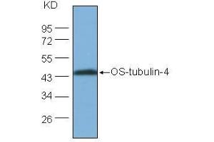 Western Blot (1:1000) analysis of protein OS-tubulin-4 expression in rice (CV. (OS-Tubulin-4 antibody)