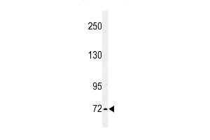 Western blot analysis of IL1RAPL2 Antibody in K562 cell line lysates (35ug/lane) (IL1RAPL2 antibody  (AA 372-401))