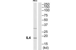 Western Blotting (WB) image for anti-Interleukin 4 (IL4) (C-Term) antibody (ABIN1852571) (IL-4 antibody  (C-Term))
