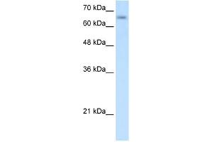 SLC39A12 antibody used at 0. (SLC39A12 antibody)