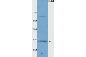 L1 rat brain lysates probed with Anti FABP7/BLBP/FABP(brain) Polyclonal Antibody, Unconjugated (ABIN739475) at 1:200 overnight at 4 °C. (FABP7 antibody  (AA 6-23))