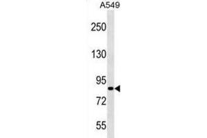 Western Blotting (WB) image for anti-PAS Domain Containing 1 (PASD1) antibody (ABIN3000892) (PASD1 antibody)