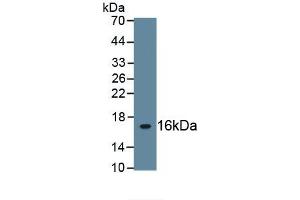 Detection of Recombinant FN, Cattle using Polyclonal Antibody to Fibronectin (FN) (Fibronectin antibody)