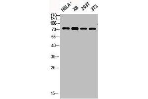 Western blot analysis of HELA KB 293T 3T3 lysis using Phospho-Synapsin I (S9) antibody. (SYN1 antibody  (pSer9))