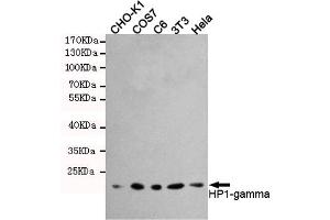 Western blot detection of HP1-gamma in Hela,3T3,C6,COS7 and CHO-K1 cell lysates using HP1-gamma mouse mAb (1:1000 diluted). (CBX3 antibody)