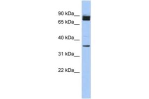 Western Blotting (WB) image for anti-MGC48628 antibody (ABIN2463947) (MGC48628 antibody)