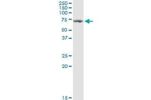 TGFBI MaxPab rabbit polyclonal antibody. (TGFBI antibody  (AA 1-683))