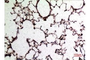 Immunohistochemistry (IHC) analysis of paraffin-embedded Rat Lung, antibody was diluted at 1:100. (L-Selectin antibody  (Internal Region))