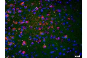 NKA antibody  (AA 98-107)