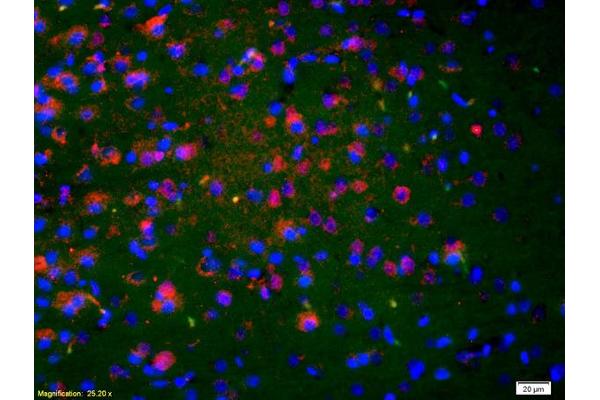 NKA antibody  (AA 98-107)