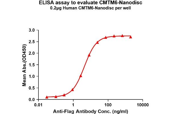 CMTM6 Protein