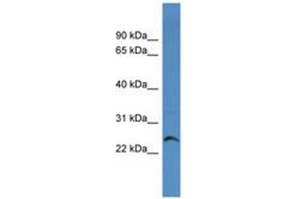 CACNG1 antibody  (AA 79-128)