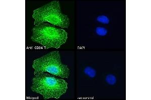 ABIN1049505 Immunofluorescence analysis of paraformaldehyde fixed U2OS cells, permeabilized with 0. (CD34 antibody  (C-Term))