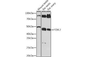 Western blot analysis of extracts of various cell lines, using FOXL2 Rabbit mAb (ABIN1682615, ABIN7101527, ABIN7101528 and ABIN7101529) at 1:1000 dilution. (FOXL2 antibody)