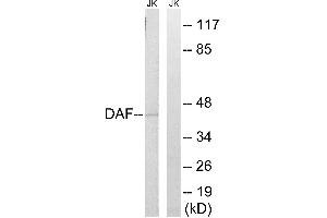 Western blot analysis of extracts from Jurkat cells, using CD55 antibody. (CD55 antibody)