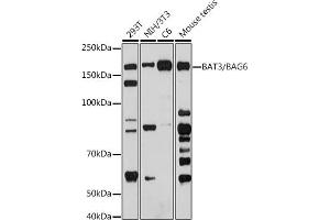 Western blot analysis of extracts of various cell lines, using B/B antibody (ABIN7268187) at 1:1000 dilution. (BAT3 antibody)