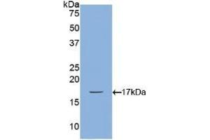 Detection of Recombinant BMP2, Canine using Polyclonal Antibody to Bone Morphogenetic Protein 2 (BMP2) (BMP2 antibody  (AA 219-350))