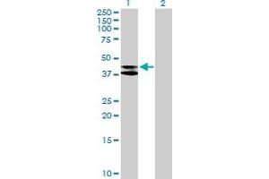 Western Blot analysis of MRPS9 expression in transfected 293T cell line by MRPS9 MaxPab polyclonal antibody. (MRPS9 antibody  (AA 1-396))