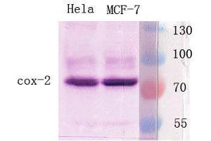 Western Blot (WB) analysis of specific cells using Antibody diluted at 1:1000. (PTGS2 antibody  (C-Term))