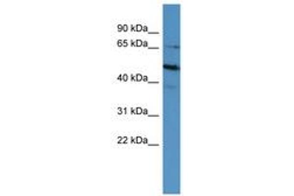 POU6F2 antibody  (AA 604-653)