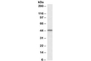 Western blot testing of human cerebellum lysate with GPR17 antibody at 0. (GPR17 antibody)