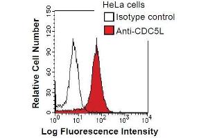 HeLa cells were fixed in 2% paraformaldehyde/PBS and then permeabilized in 90% methanol. (CDC5L antibody)