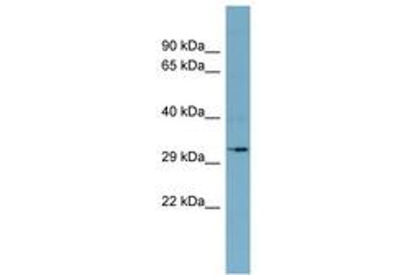 DHRS11 antibody  (AA 143-192)