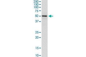 TFEB monoclonal antibody (M11), clone 1A9. (TFEB antibody  (AA 1-476))