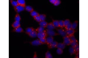Immunofluorescence (IF) image for anti-Tubulin, gamma 1 (TUBG1) (C-Term) antibody (ABIN94313)
