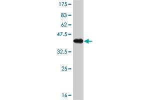 Western Blot detection against Immunogen (37. (alpha Fetoprotein antibody  (AA 500-609))