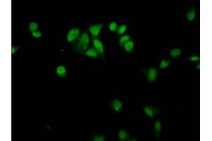 Immunofluorescence staining of Hela cells with nme1HU at 1:12. (HIST1H4A antibody)