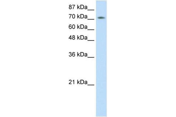 ZNF527 anticorps  (C-Term)