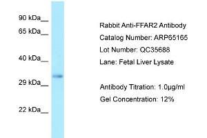 Western Blotting (WB) image for anti-Free Fatty Acid Receptor 2 (FFAR2) (C-Term) antibody (ABIN970693) (FFAR2 antibody  (C-Term))
