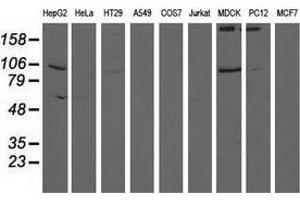 Western blot analysis of extracts (35 µg) from 9 different cell lines by using anti-ALDH1L1 monoclonal antibody. (ALDH1L1 antibody)