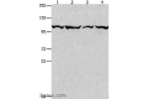 Western blot analysis of K562, Jurkat, hela and 293T cell, using MCM3 Polyclonal Antibody at dilution of 1:550 (MCM3 antibody)