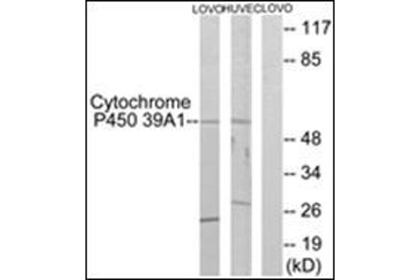 CYP39A1 anticorps  (C-Term)