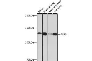 Western blot analysis of extracts of various cell lines, using PER3 Rabbit mAb (ABIN7269225) at 1:1000 dilution. (PER3 antibody)