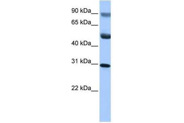 GID4 antibody  (C-Term)