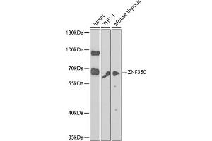 Western blot analysis of extracts of various cell lines, using ZNF350 antibody  at 1:1000 dilution. (ZNF350 antibody  (AA 233-532))