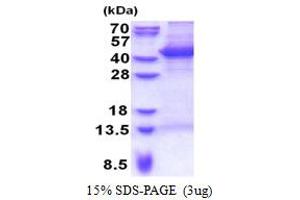 SDS-PAGE (SDS) image for Modulator of Apoptosis 1 (MOAP1) (AA 1-351) protein (His tag) (ABIN5853341) (MOAP1 Protein (AA 1-351) (His tag))